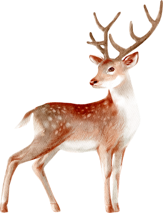 Watercolor Christmas isolated illustration. Animal deer